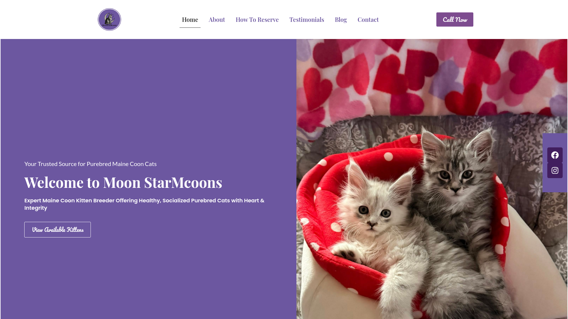 Moon Star Maine Coons website designed by Yareli Guzman